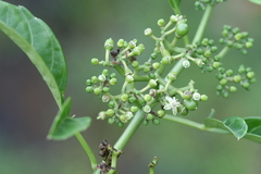 Cissus elongata